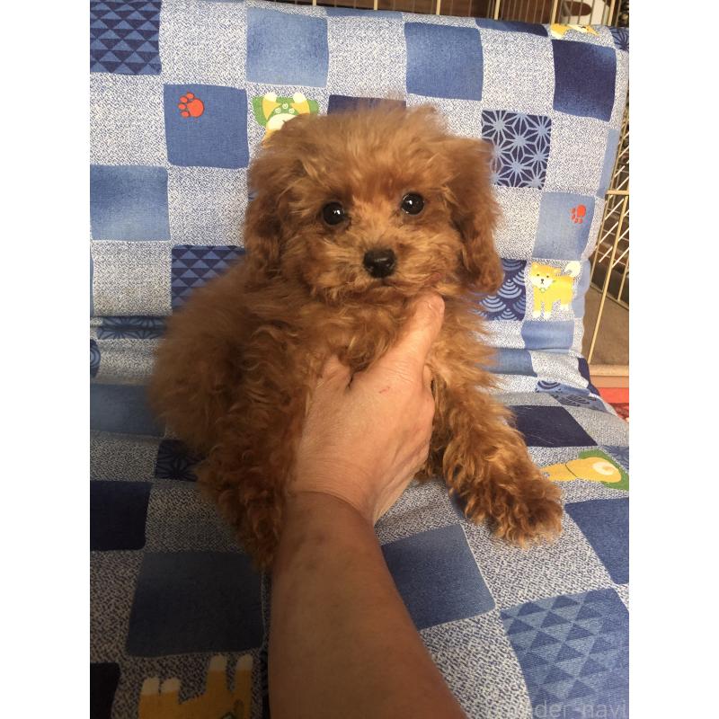販売中の兵庫県のトイプードル-413440の7枚目