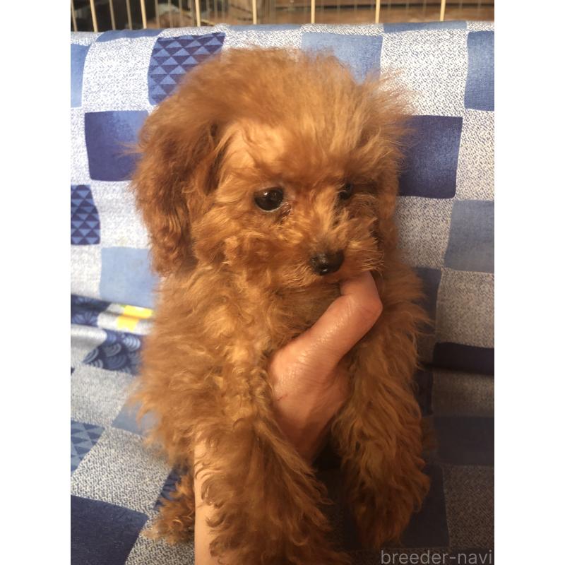 販売中の兵庫県のトイプードル-413440の6枚目