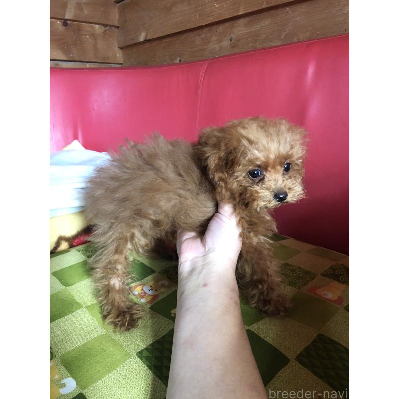 販売中の兵庫県のトイプードル-413440の5枚目