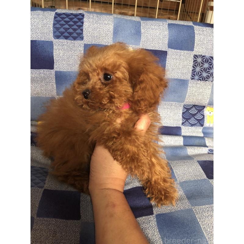 販売中の兵庫県のトイプードル-413440の4枚目