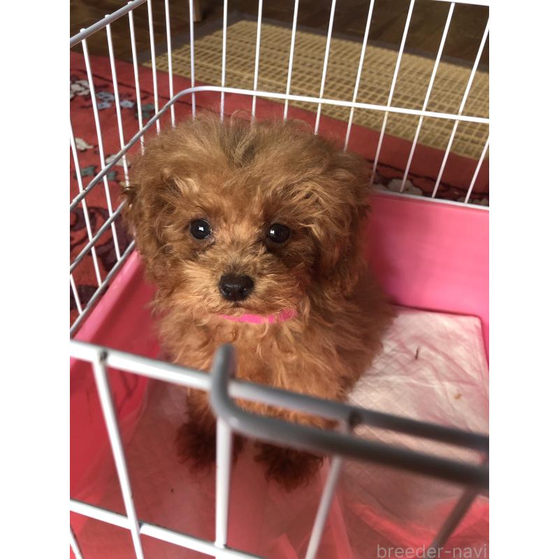 販売中の兵庫県のトイプードル-413440の3枚目