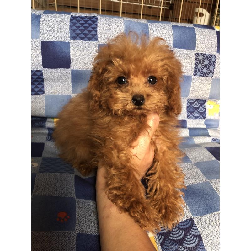 販売中の兵庫県のトイプードル-413440の2枚目