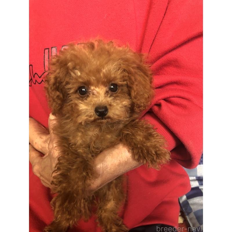 販売中の兵庫県のトイプードル-413440