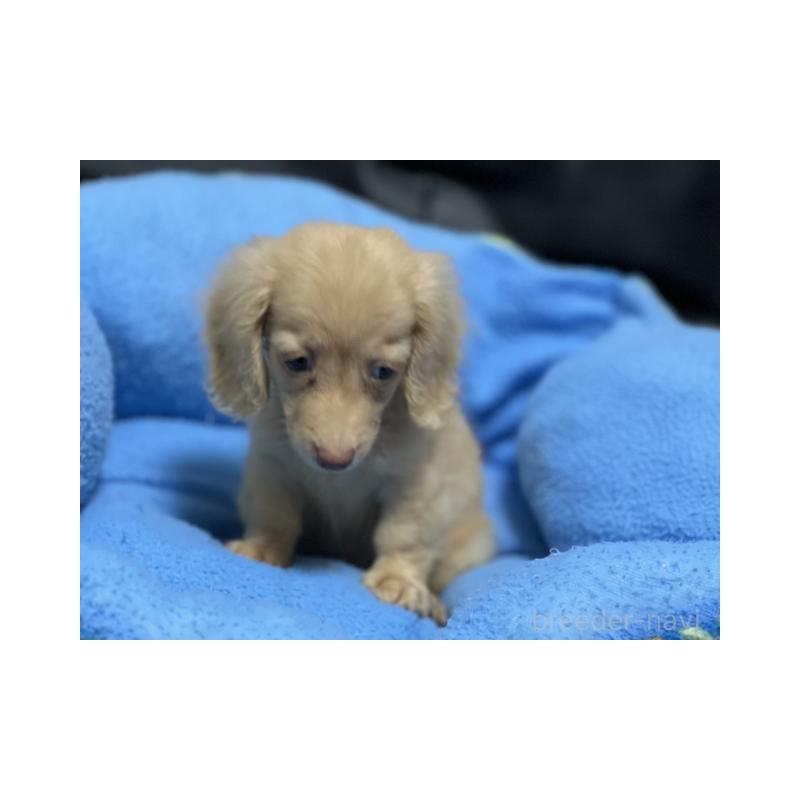 成約済の栃木県のミニチュアダックスフンド(ロングヘアード)-408903の2枚目