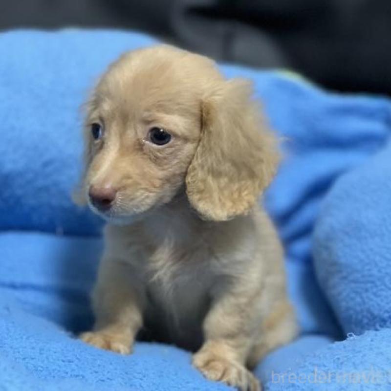 販売中の栃木県のミニチュアダックスフンド(ロングヘアード)-408903