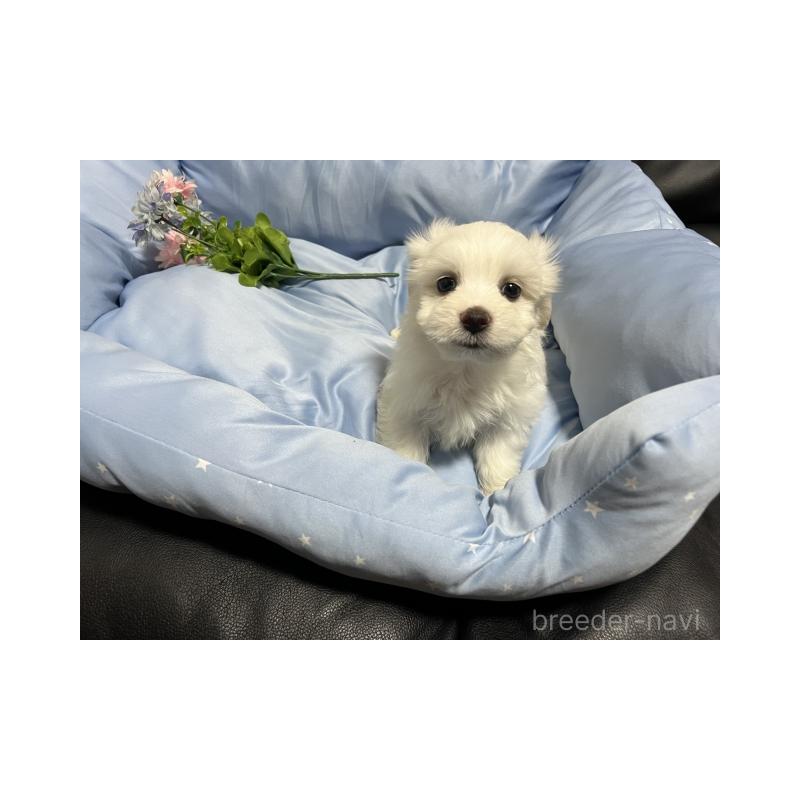 販売中の栃木県のミックス犬-418995の3枚目