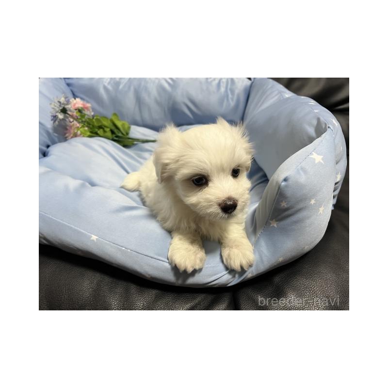 販売中の栃木県のミックス犬-418995の2枚目