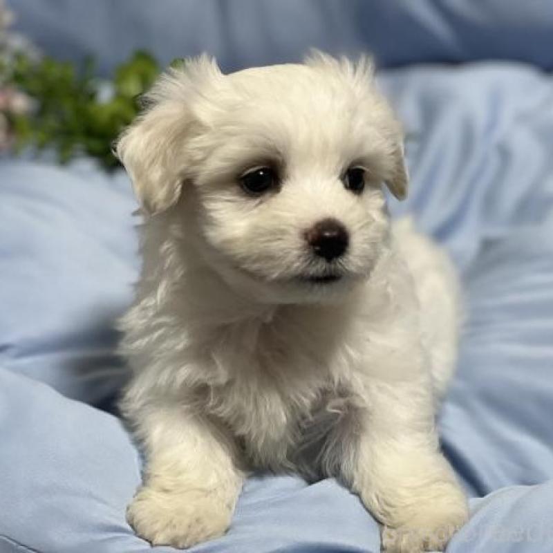 販売中の栃木県のミックス犬-418995