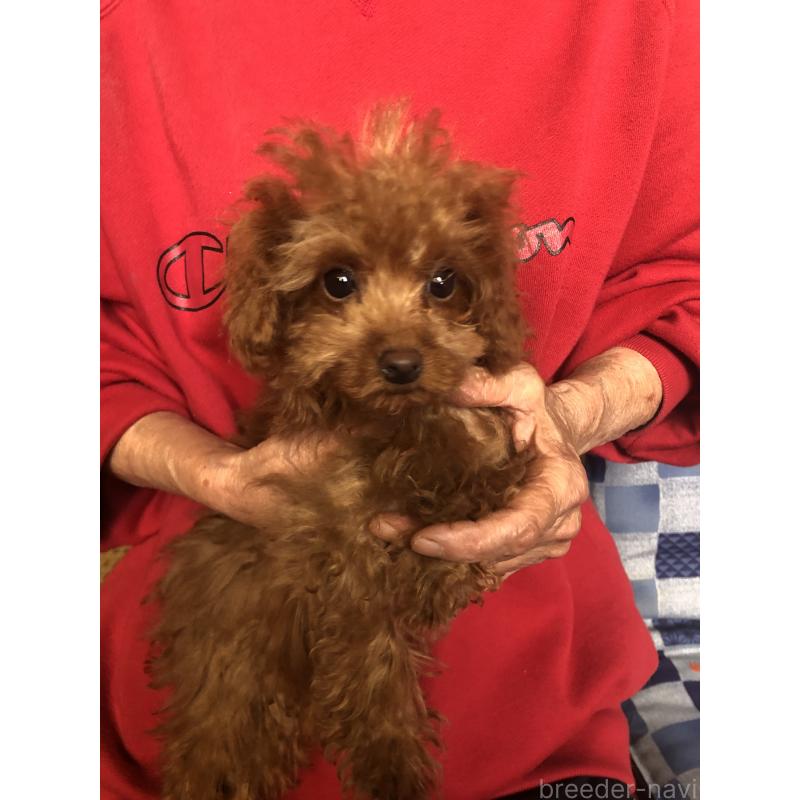 販売中の兵庫県のトイプードル-413442の10枚目