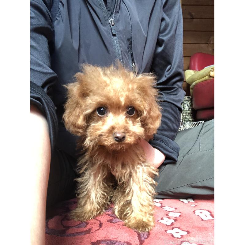 販売中の兵庫県のトイプードル-413442の9枚目