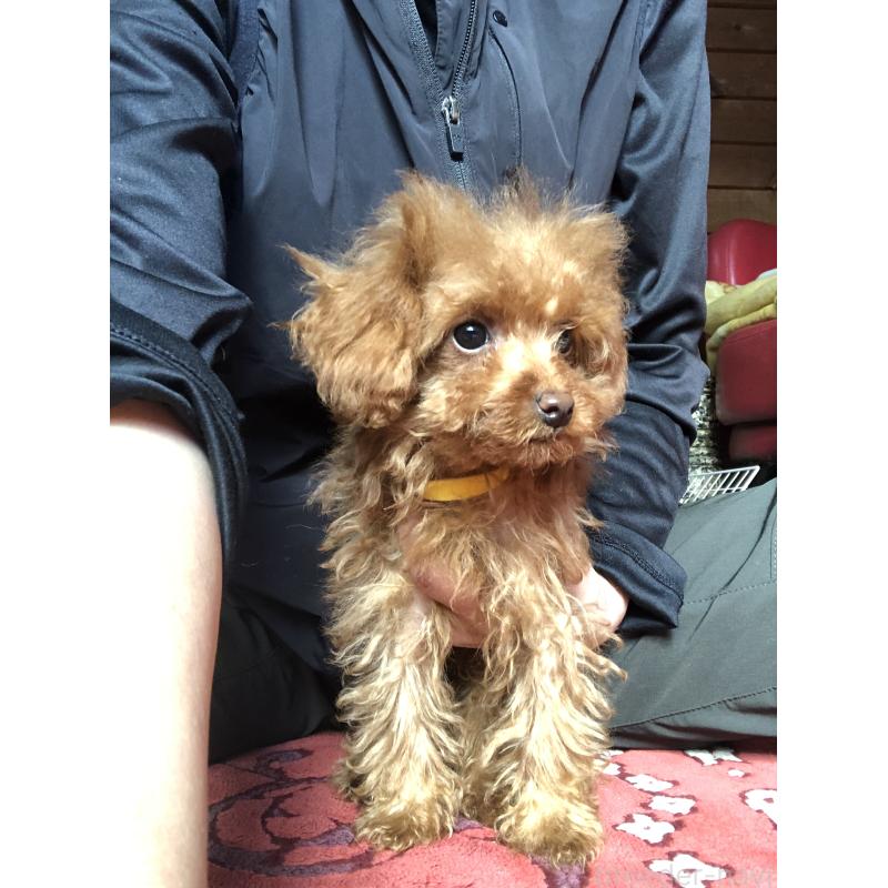 販売中の兵庫県のトイプードル-413442の8枚目