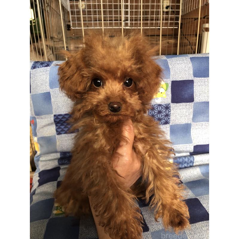 販売中の兵庫県のトイプードル-413442の7枚目