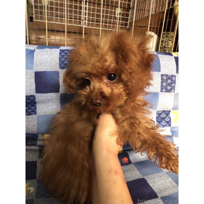 販売中の兵庫県のトイプードル-413442の6枚目