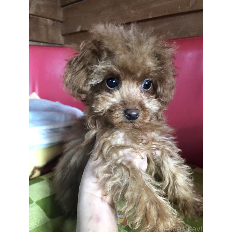 販売中の兵庫県のトイプードル-413442の4枚目