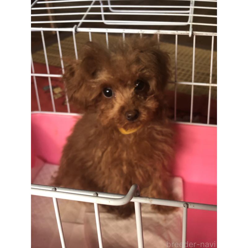 販売中の兵庫県のトイプードル-413442の2枚目