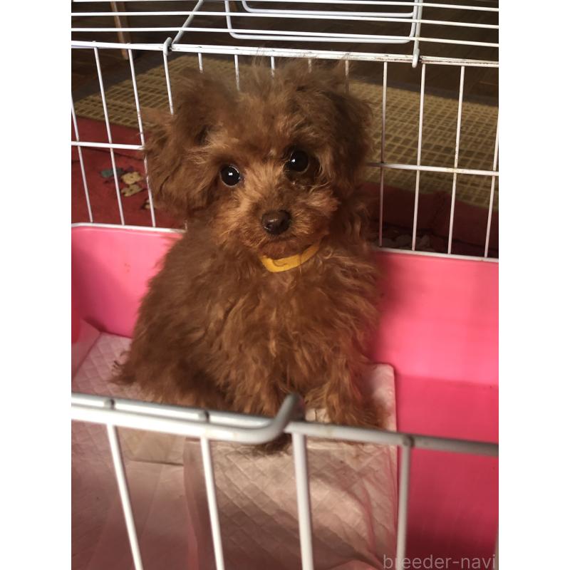 販売中ののトイプードル-413442