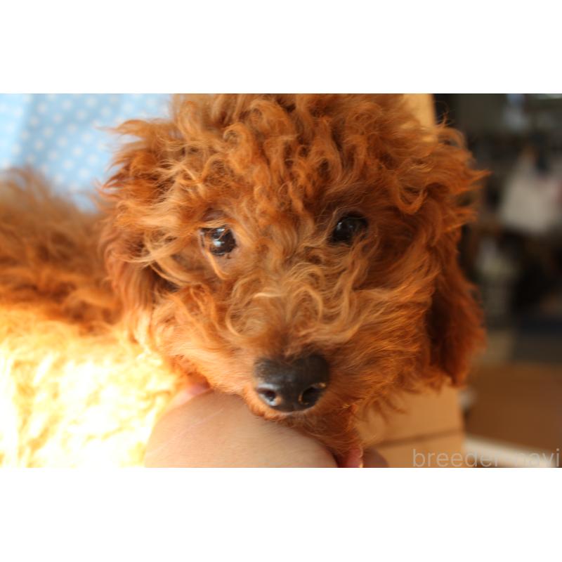 販売中の北海道のタイニープードル-399258の4枚目