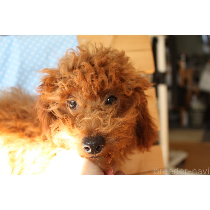 販売中の北海道のタイニープードル-399258の3枚目