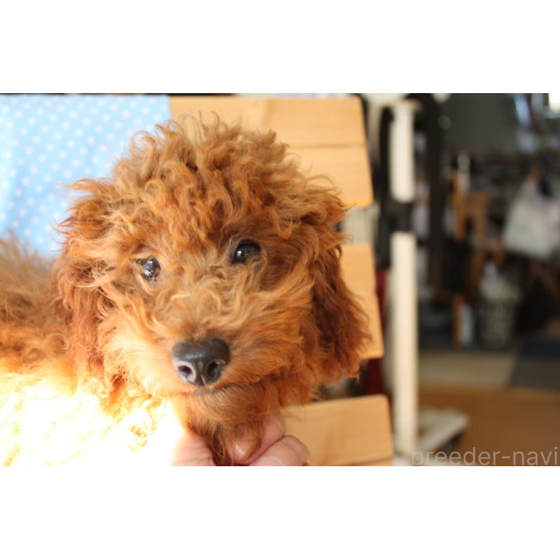 販売中の北海道のタイニープードル-399258の2枚目