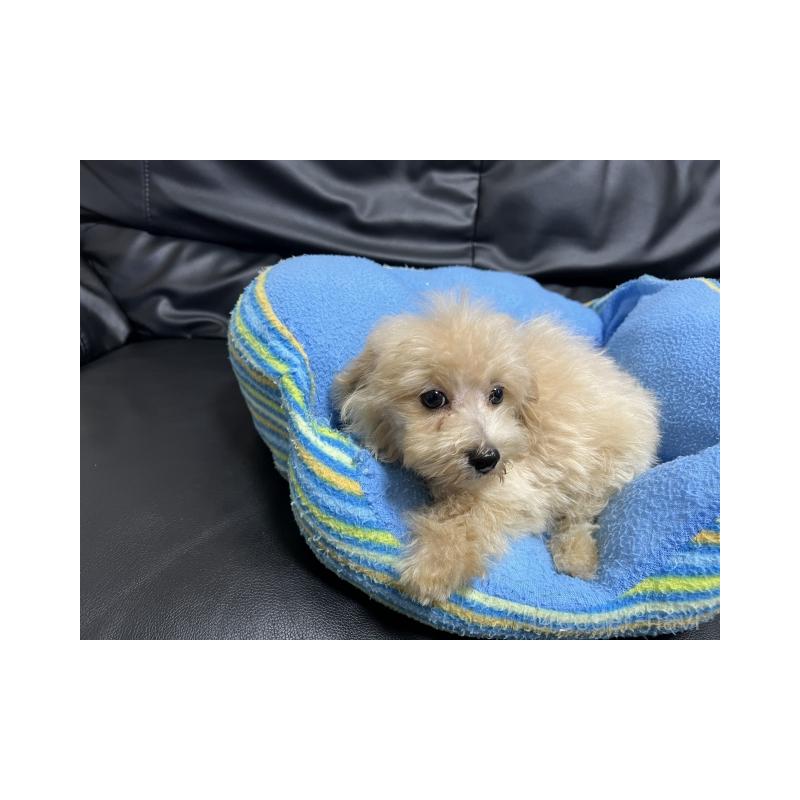 成約済の栃木県のマルプー:マルチーズ×トイプードル-410734の4枚目