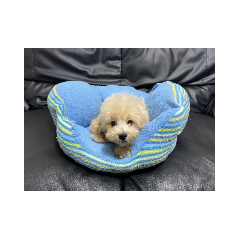 成約済の栃木県のマルプー:マルチーズ×トイプードル-410734の2枚目