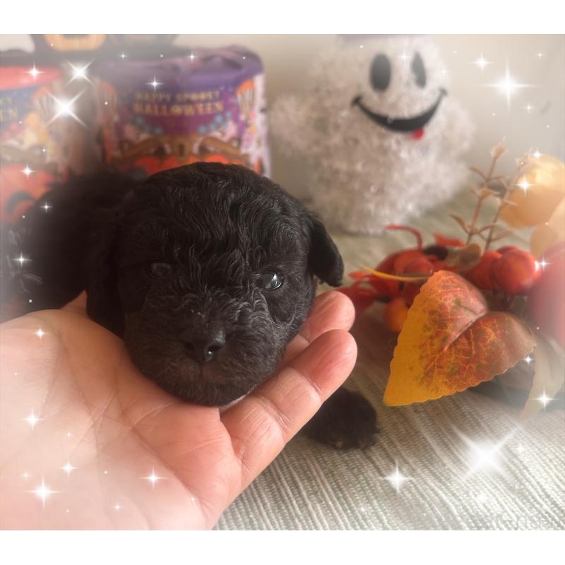 販売中の愛媛県のタイニープードル-423170の5枚目