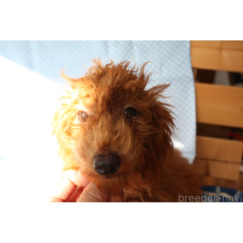 販売中の北海道のタイニープードル-398979の4枚目