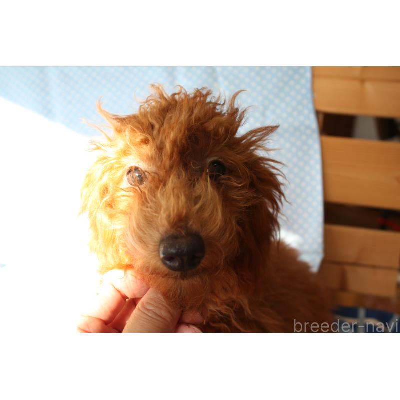 販売中の北海道のタイニープードル-398979の2枚目