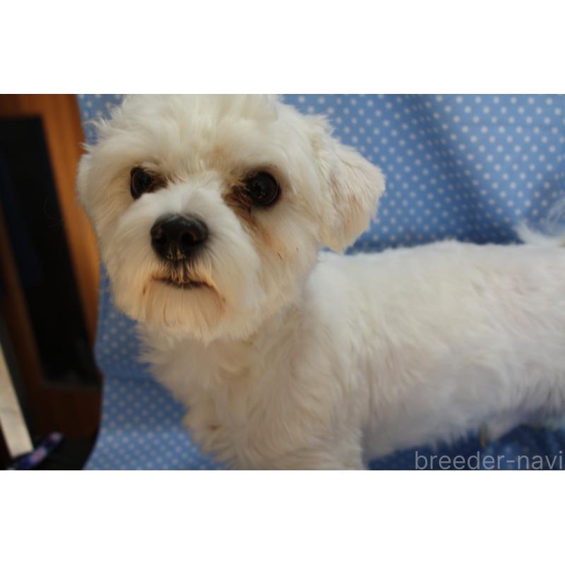 販売中の北海道のマルチーズ-343419の4枚目