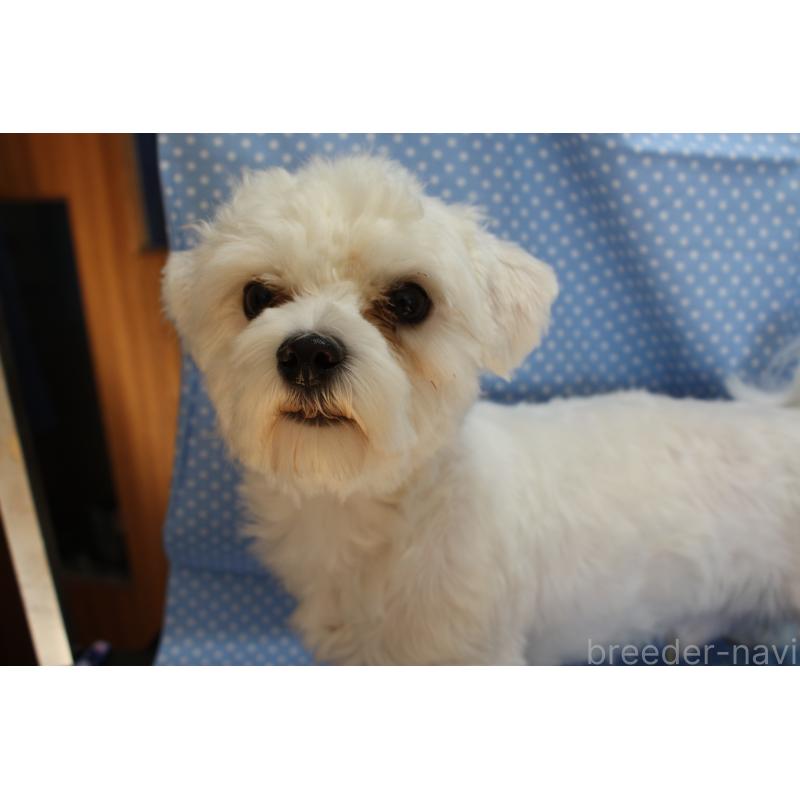 販売中の北海道のマルチーズ-343419の3枚目