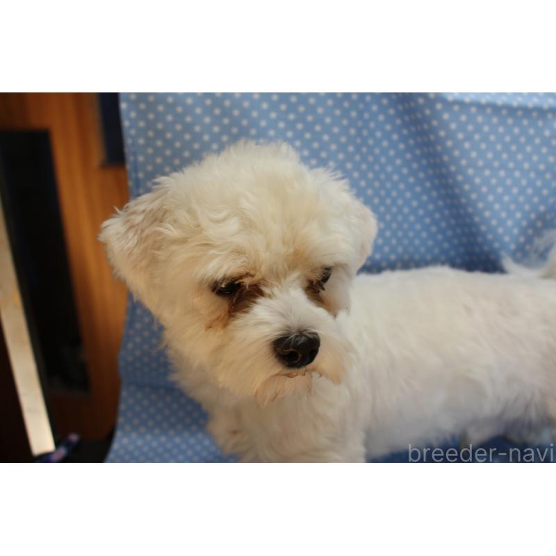 販売中の北海道のマルチーズ-343419の2枚目