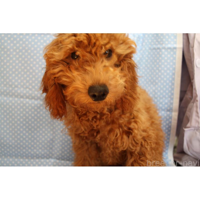 販売中の北海道のタイニープードル-398884の2枚目