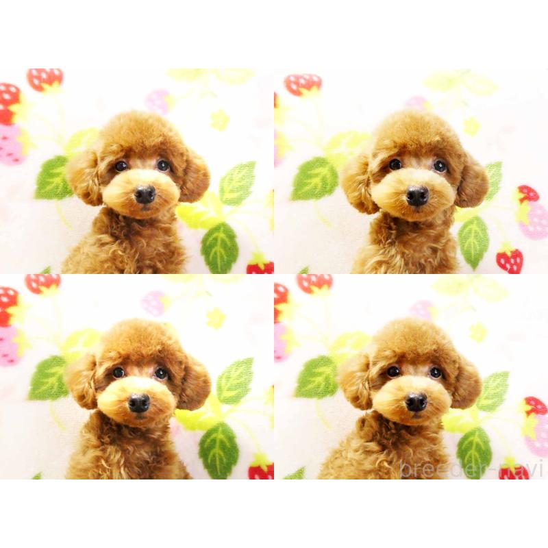 成約済の千葉県のティーカッププードル-390654の4枚目