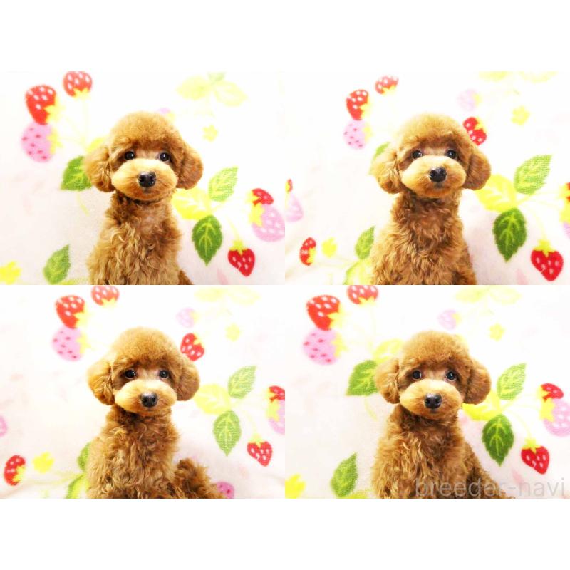 成約済の千葉県のティーカッププードル-390654の3枚目