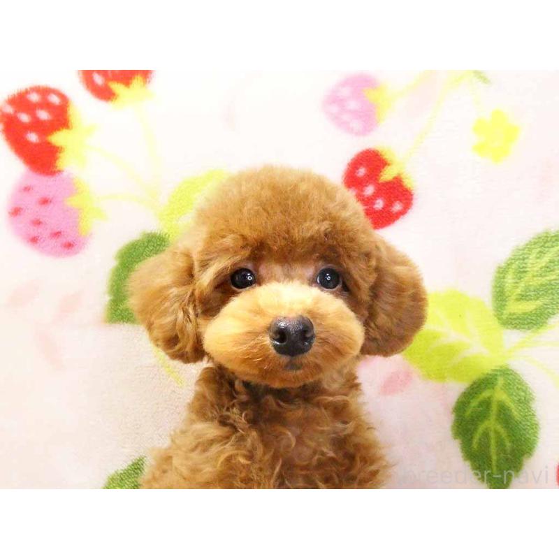 成約済の千葉県のティーカッププードル-390654の2枚目