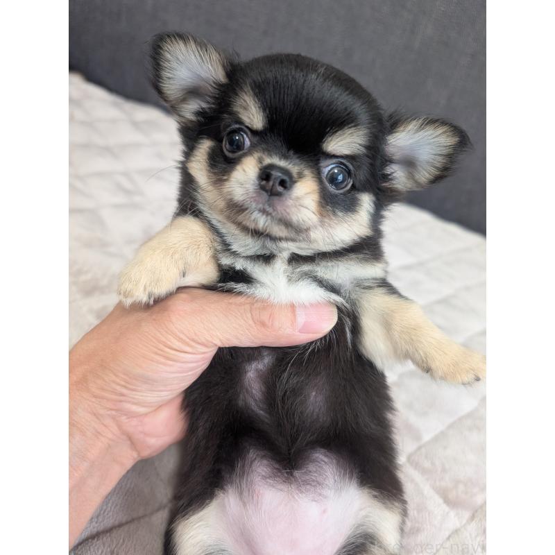 販売中の愛知県のチワワ(ロングコート)-419554