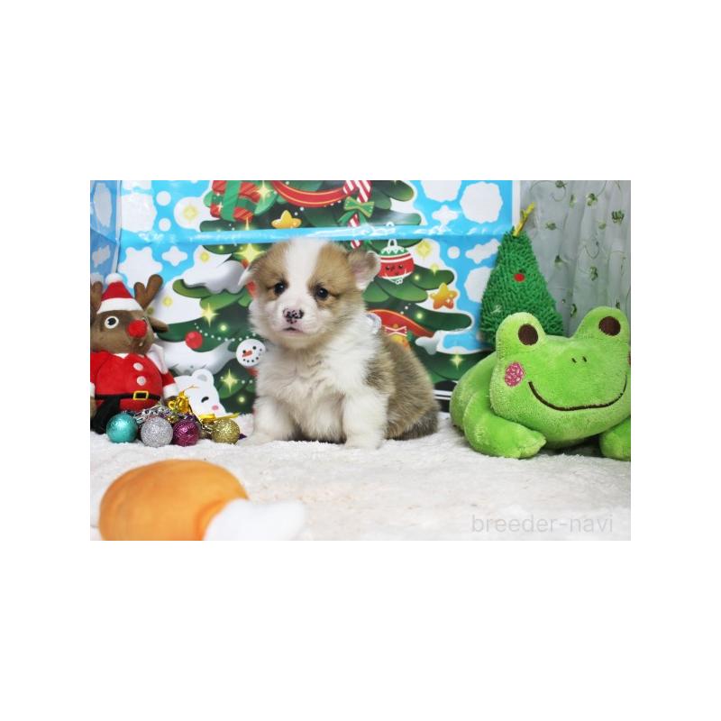 販売中の栃木県のウェルシュコーギーペンブローク-423173の5枚目