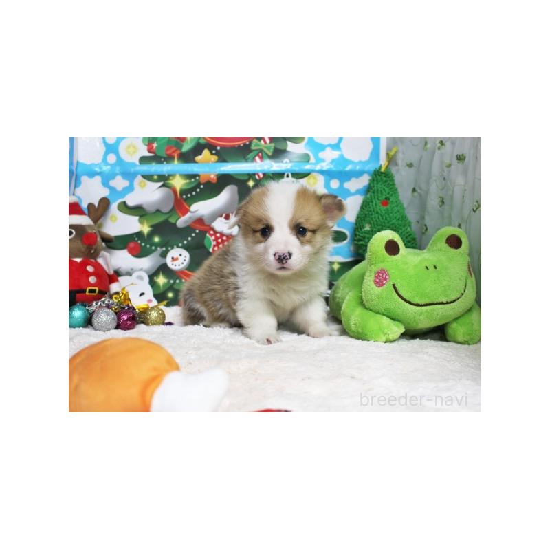 販売中の栃木県のウェルシュコーギーペンブローク-423173の4枚目