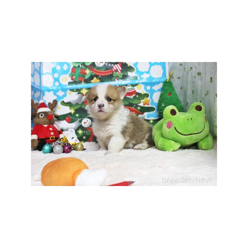 販売中の栃木県のウェルシュコーギーペンブローク-423173