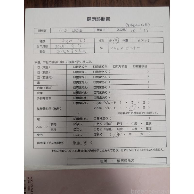 販売中の愛知県のチワワ(ロングコート)-423177の13枚目