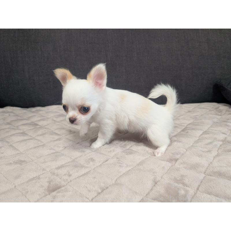 販売中の愛知県のチワワ(ロングコート)-423177の12枚目