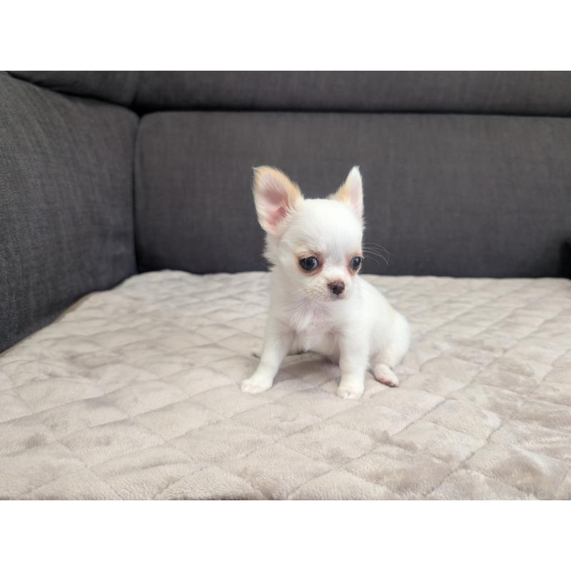 販売中の愛知県のチワワ(ロングコート)-423177の11枚目