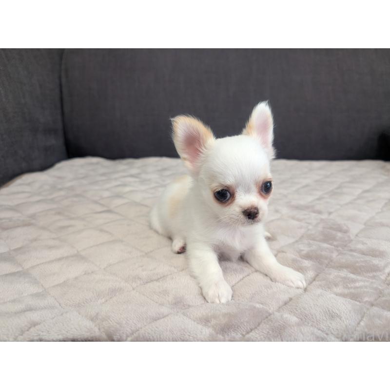 販売中の愛知県のチワワ(ロングコート)-423177の10枚目