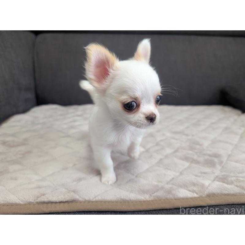 販売中の愛知県のチワワ(ロングコート)-423177の9枚目