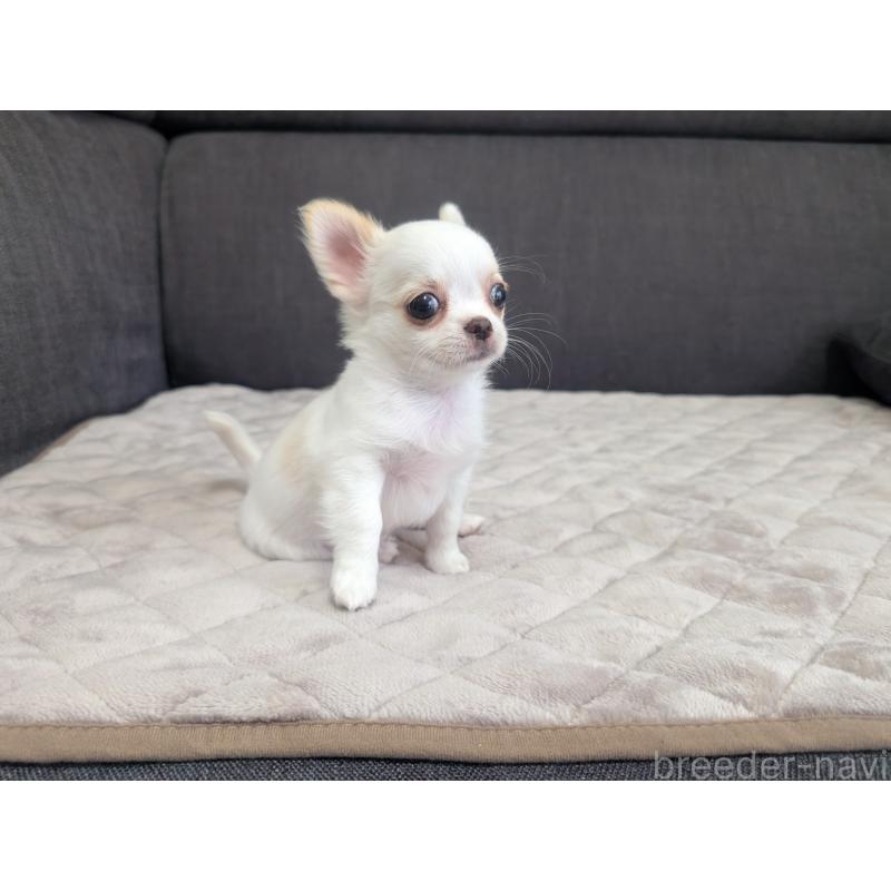 販売中の愛知県のチワワ(ロングコート)-423177の8枚目