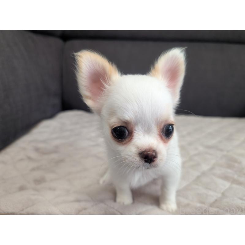 販売中の愛知県のチワワ(ロングコート)-423177の7枚目