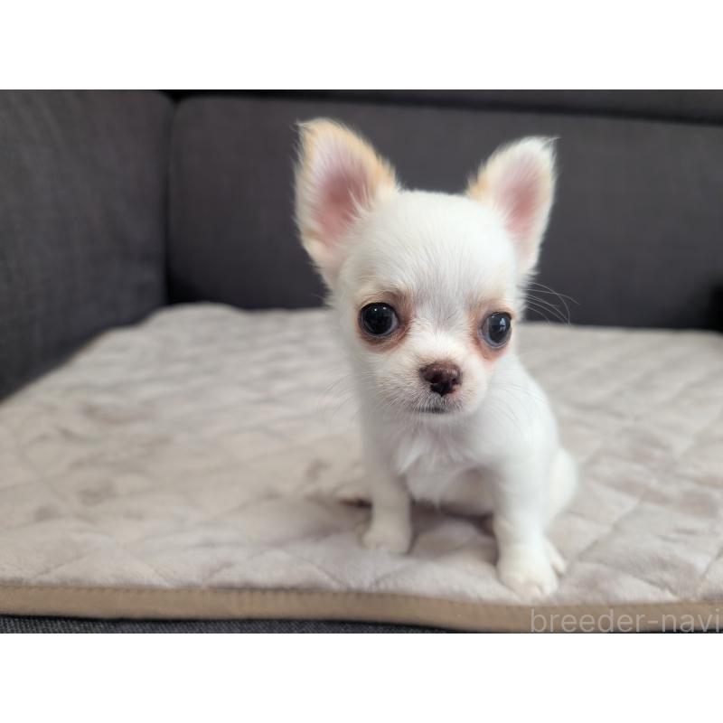 販売中の愛知県のチワワ(ロングコート)-423177の6枚目