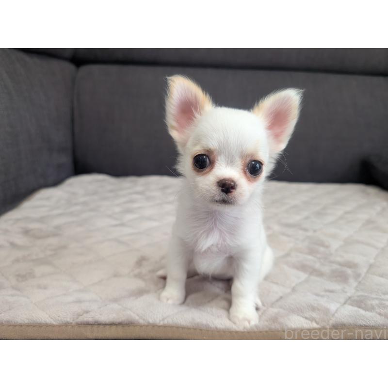 販売中の愛知県のチワワ(ロングコート)-423177の5枚目