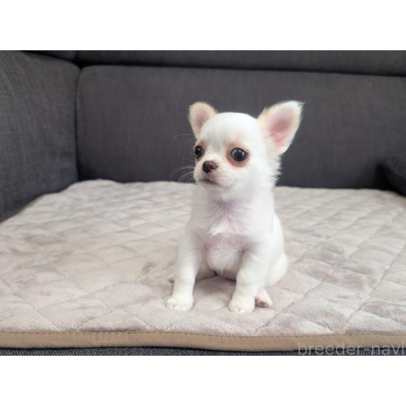 販売中の愛知県のチワワ(ロングコート)-423177の4枚目