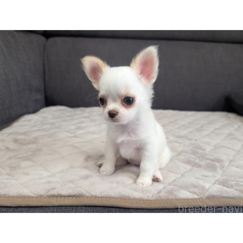 販売中の愛知県のチワワ(ロングコート)-423177の3枚目